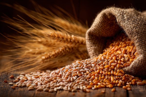 「イタリア発・究極の植物性ミルク。スコッティ『有機オーツ麦ミルク』が美容と健康に選ばれる理由」